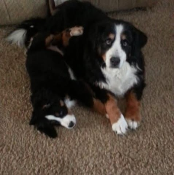 Meet your Posher, Phyllis - Picture 1 of 1